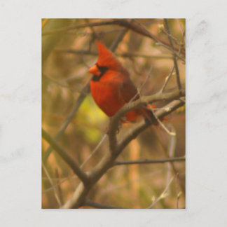 Cardinal Post Card