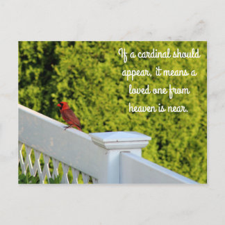 Cardinal Postcard