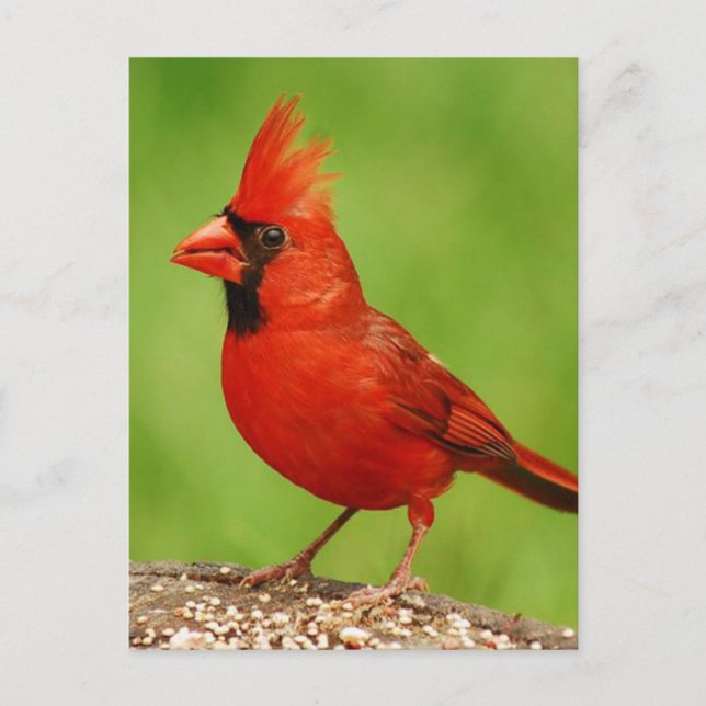 Cardinal Postcard (Front)
