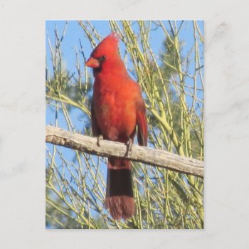 Cardinal Postcard by ingasi at Zazzle