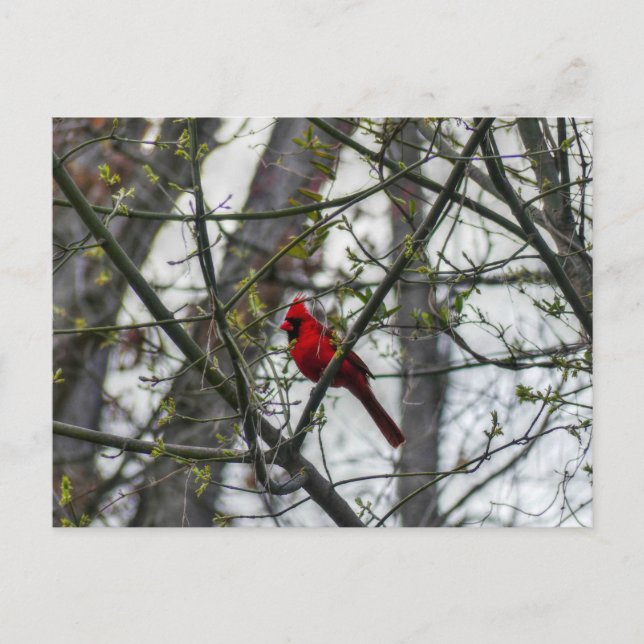Cardinal Postcard (Front)
