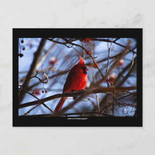 Cardinal -  Postcard