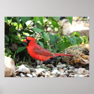 Cardinal Poster