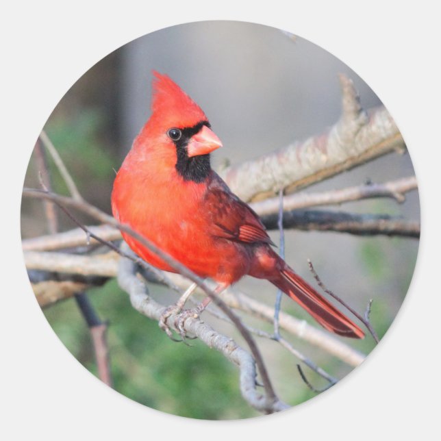 Cardinal Profile Classic Round Sticker (Front)
