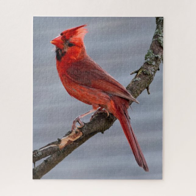 Cardinal - Red Bird - 16x20 - 520 pc Jigsaw Puzzle (Vertical)