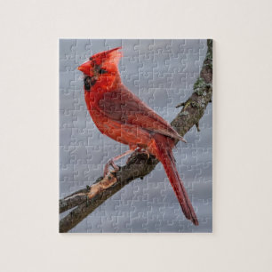 Cardinal - Red Bird - 8x10 - 110 pc Jigsaw Puzzle