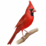 Cardinal Red Bird Ornament<br><div class="desc">Original fine art design of a red Cardinal by designer Carolyn McFann of Two Purring Cats Studio on a quality ornament for bird lovers. 
 
 See a few of our products below (click to go to that product) and visit our very artistic stores at:</div>