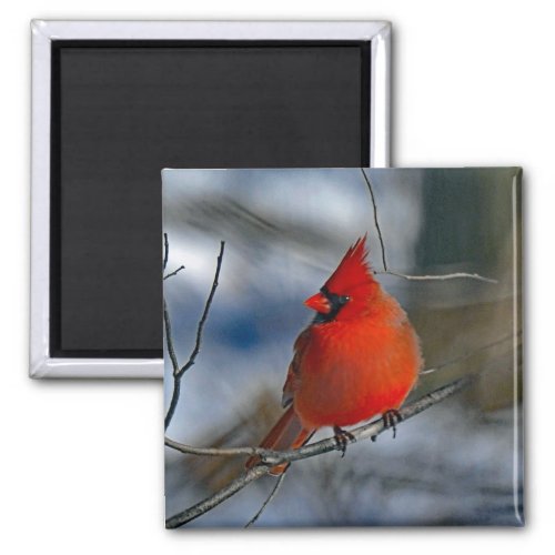 Cardinal Red Winter Photo Magnet