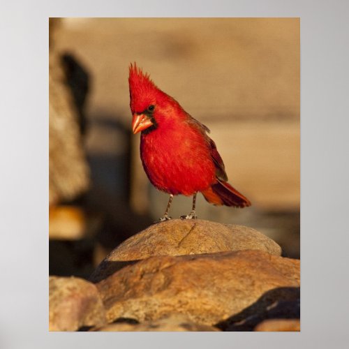 Cardinal Richmondena cardinalis South Eastern Poster