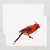 Cardinal(s) (Front/Back)