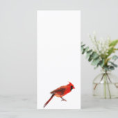 Cardinal(s) (Standing Front)