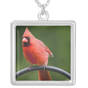 Cardinal Silver Plated Necklace