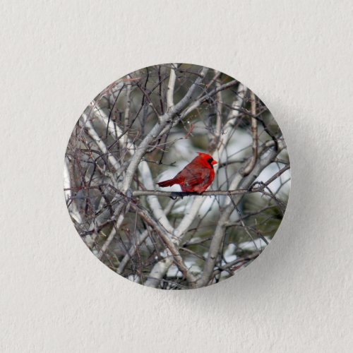 Cardinal Snow Birch Tree Photo Button