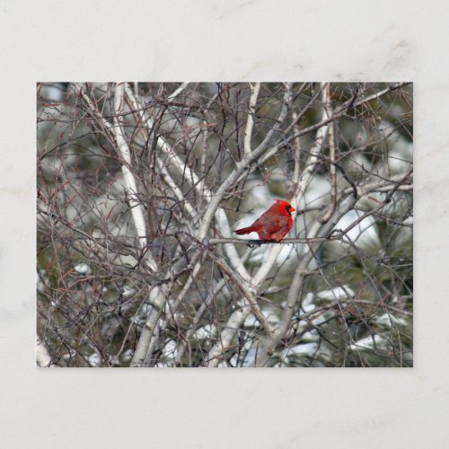 Cardinal Snow Birch Tree Photo Postcard