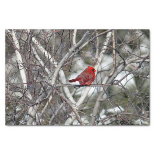 Cardinal Snow Birch Tree Photo Tissue Paper