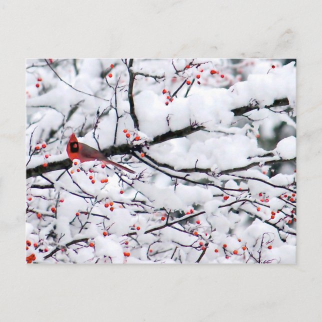 Cardinal Snow Tree Photo Postcard (Front)