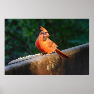 Cardinal Spotlight Poster