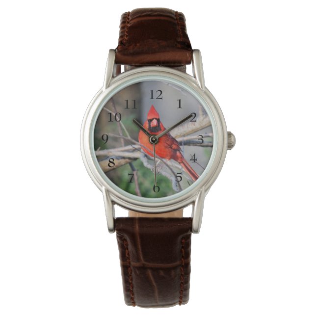 Cardinal Spring Watch (Front)