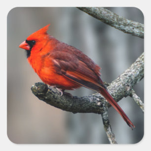 Cardinal Sticker