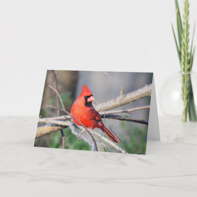 Cardinal Summer Pose Card (Front)