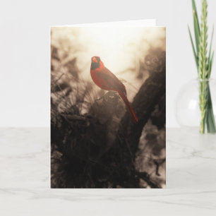 Cardinal Sympathy Card
