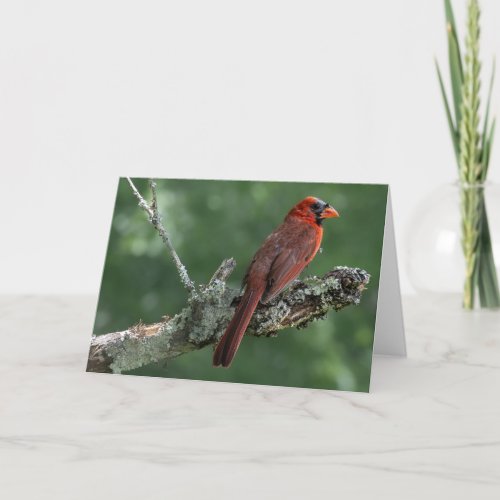 Cardinal Thank You Card