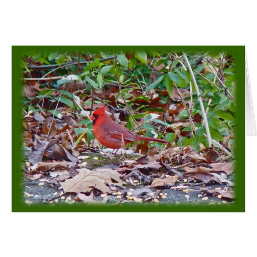 Cardinal Wild Songbird Series (Front Horizontal)