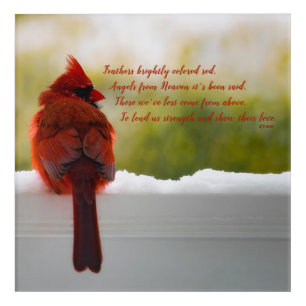 Cardinal with Visitor From Heaven poem 12x12 Acrylic Print