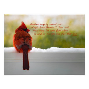 Cardinal with Visitor From Heaven poem 16x12 Photo Print