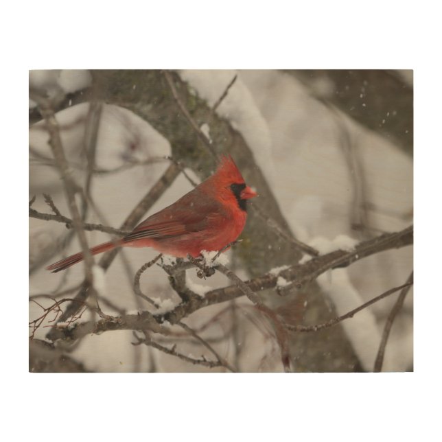 Cardinal Wood wall art (Front)
