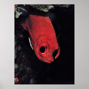 Cardinalfish Portrait Poster