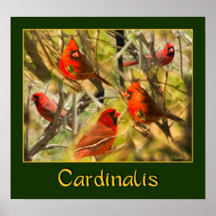 Cardinalis - POSTER - Collage of Cardinals
