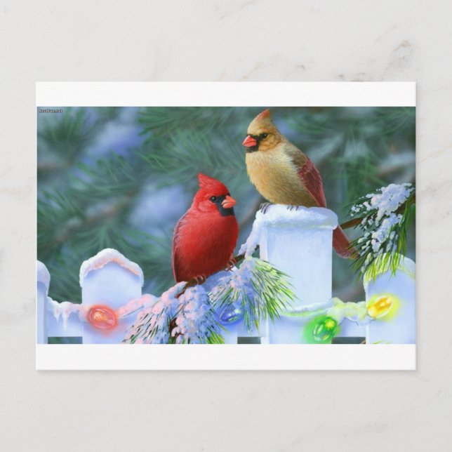 Cardinals and Christmas Lights Holiday Postcard (Front)