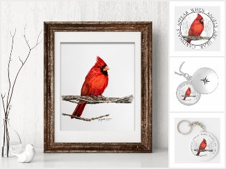Cardinals Appear When Angels Are Near