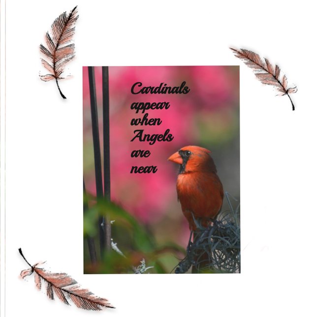 Cardinals Appear When Angels are Near Postcard (Creator Uploaded)