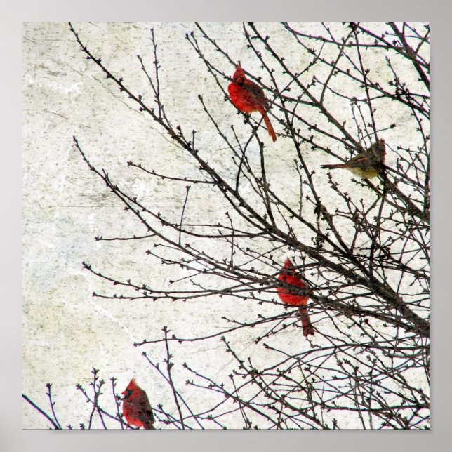 Cardinals in a Tree Grunge Poster (Front)