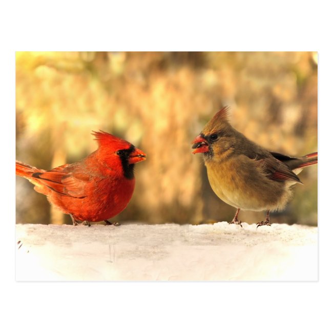 Cardinals in Autumn Postcard