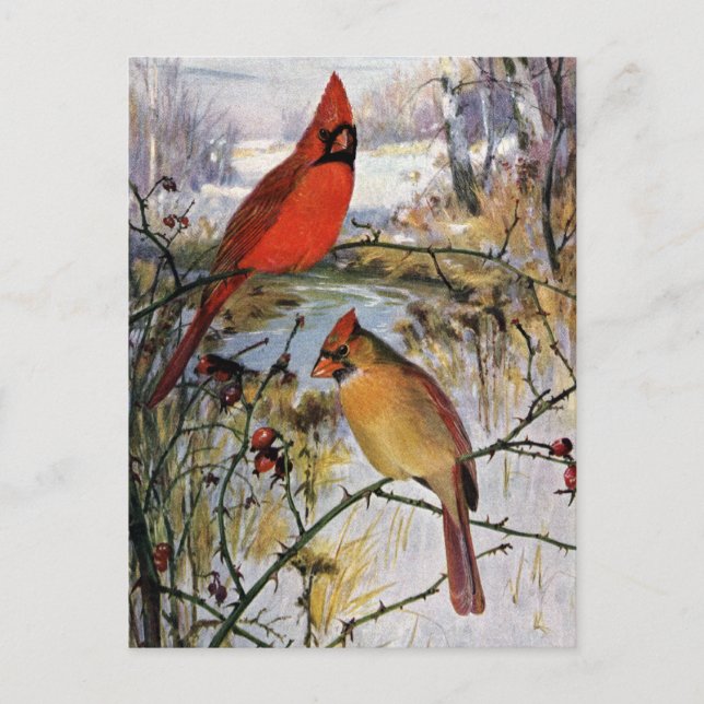 Cardinals in Winter Postcard (Front)