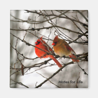 Cardinals Magnet