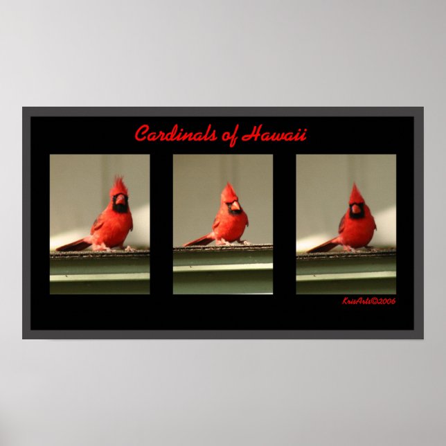 Cardinals Of Hawaii Poster (Front)