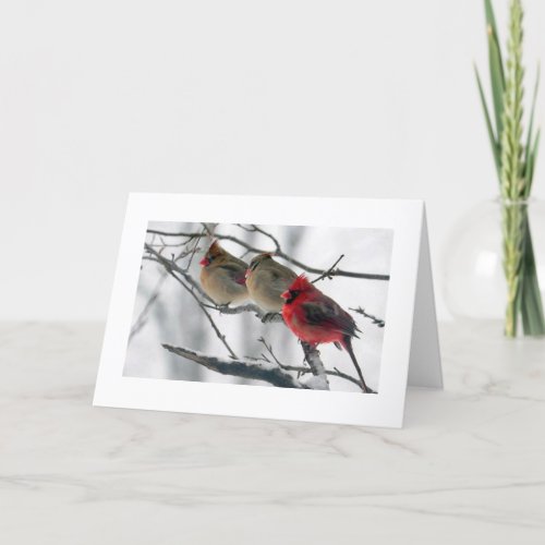 CARDINALS ON A LIMB GET WELL WISH CARD