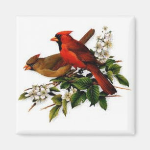 Cardinals on a square magnet