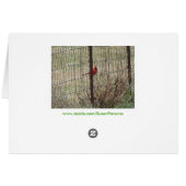 Cardinals, Psalm 89:1 Cards (Back Horizontal)