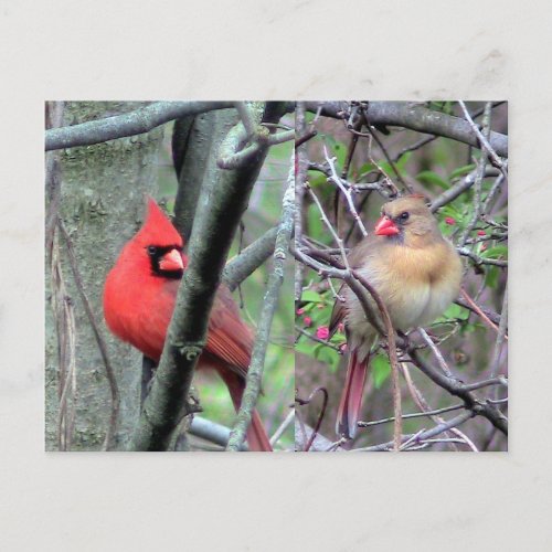 Cardinals  Spring  Postcard