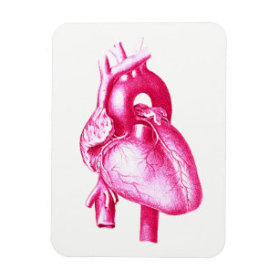 Cardiology Pop Art: Pink Human Heart Anatomy Magnet