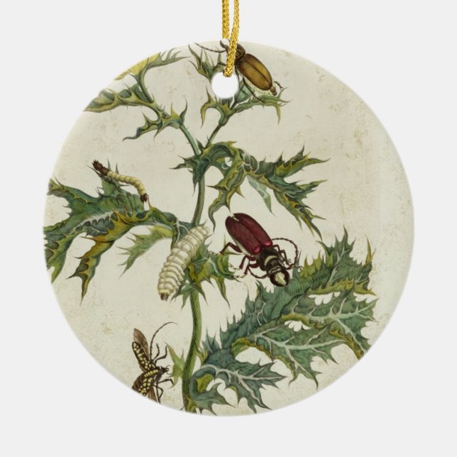 Cardos Spinosus: Beetles and Caterpillars, plate 6 Ceramic Ornament (Front)