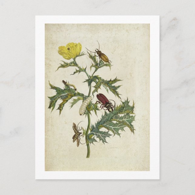 Cardos Spinosus: Beetles and Caterpillars, plate 6 Postcard (Front)