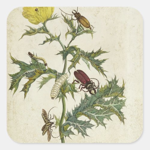 Cardos Spinosus Beetles and Caterpillars plate 6 Square Sticker