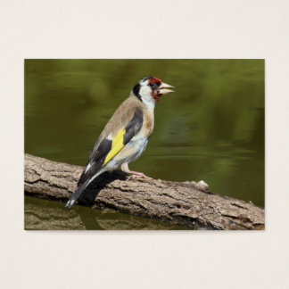 Carduelis carduelis