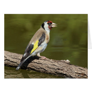 Carduelis carduelis